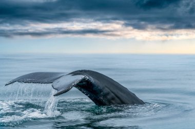 Keporkak, humpback whale, tail in the sea of northern Iceland's Husavik with soft light below the clouds on the horizon. Megaptera novaeangliae in its natural habitat. clipart