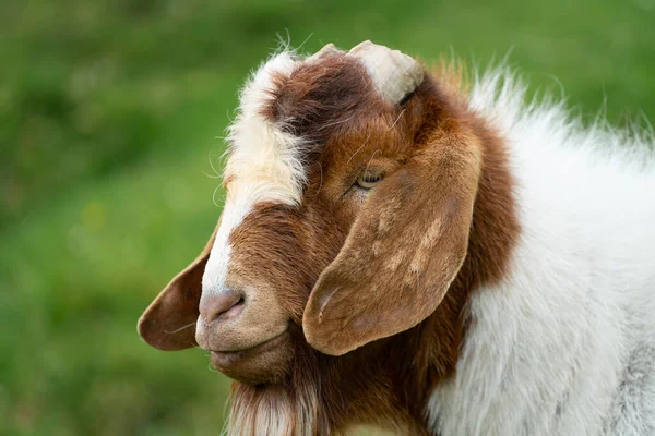 Een Detail Van Een Bruin Witte Geit Met Grote Oren — Stockfoto