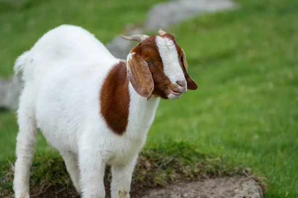 大きな耳を持つ茶色と白のヤギの詳細 フェロー諸島の家畜 背景の緑の草 — ストック写真