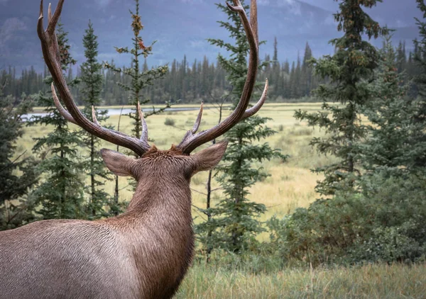 Close Van Een Wapiti Elandstier Wegkijkend Van Camera Een Bewolkte — Stockfoto