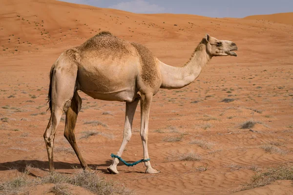 Camelo Sob Duna Areia Outro Dia Quente Deserto Wahiba Sands — Fotografia de Stock