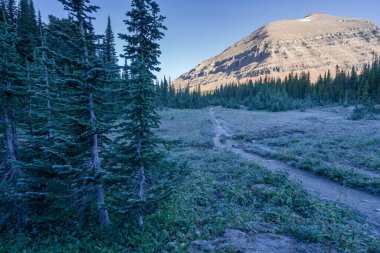 Sabah güneşi tepede parlarken çayırlar hala gölgede. Montana 'daki Buzul Ulusal Parkı' nda soğuk güneşli bir sabah. Amerikan Kayalıklarında Siyeh Geçidi 'nde yürüyüş..