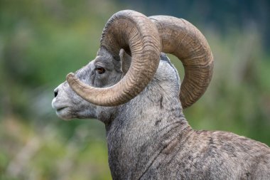 Buzul Ulusal Parkı, Montana, ABD 'de kırmızı gözlü boynuzlu koyunların kafası ve boynuzları yakın plan. Majestic Ovis kanadensis erkeği. Doğal ortamında güzel vahşi bir hayvan. Doğadaki vahşi yaşam..