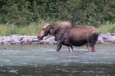 Nehirde yürüyen ve sualtı otlarıyla beslenen dev bir geyik ineği. Majestic Alces Americanus Rocky dağlarının doğal habitatında, Buzul Ulusal Parkı, Montana.