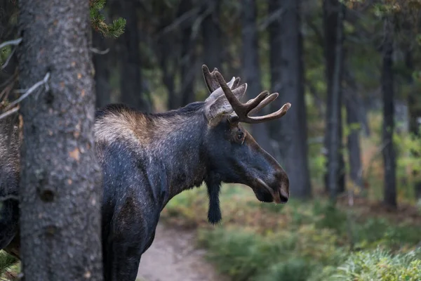 Young Bull Moose Small Antlers Walking Forest Glacier National Park — Stockfoto