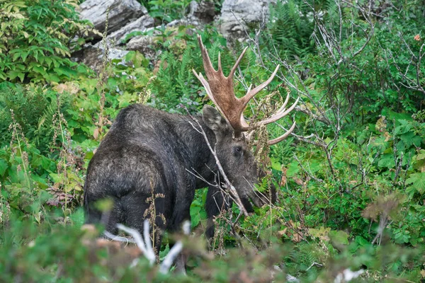 Moose Bull Huge Antlers Walking Thick Bush Woods Glacier National — Stockfoto