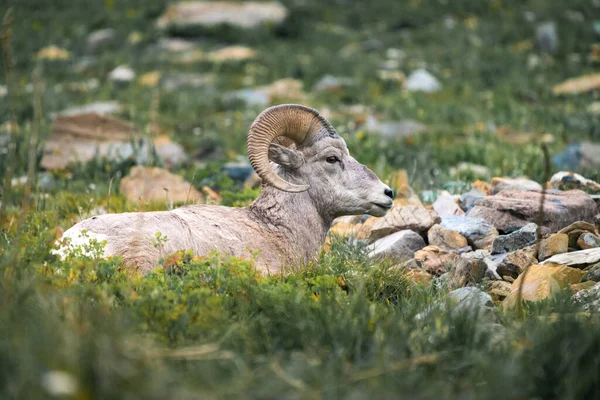 Bighorn Sheep Lies Grass Glacier National Park Montana Usa Majestic — Stockfoto