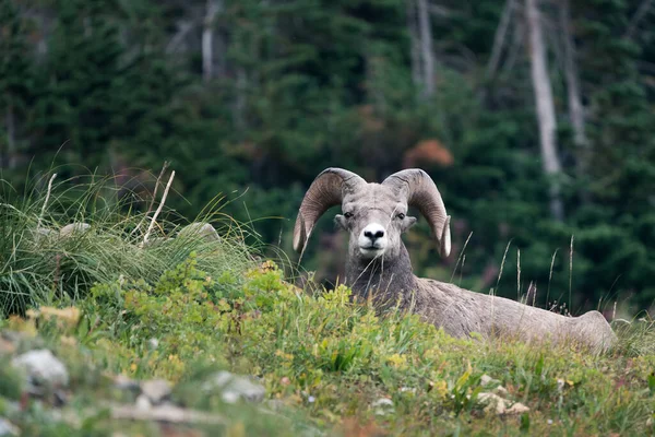 Дворогі Вівці Лежать Траві Льодовиковому Національному Парку Монтана Уса Величний — стокове фото