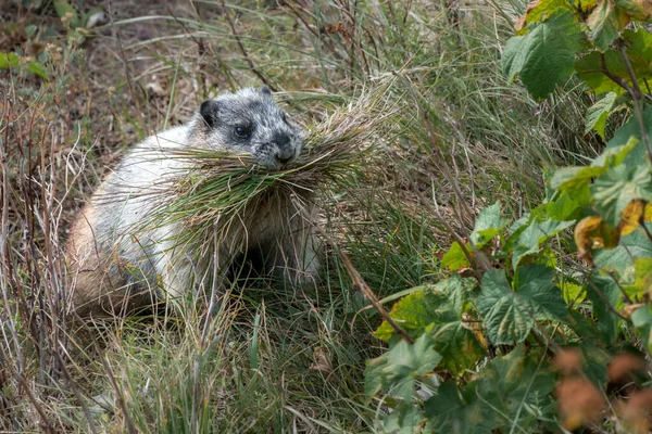 可爱的黄腹土拨鼠 嘴里塞满了草 位于美国蒙大拿州冰川国家公园内的马莫塔黄腹生物的自然栖息地 美国落基山脉的野生动物 — 图库照片