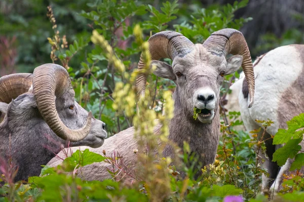Multiple bighorn sheep in Glacier National Park, Montana, USA. Majestic Ovis canadensis in its natural habitat. Beautiful wild animals feeding on plants. Wildlife of American Rockies.