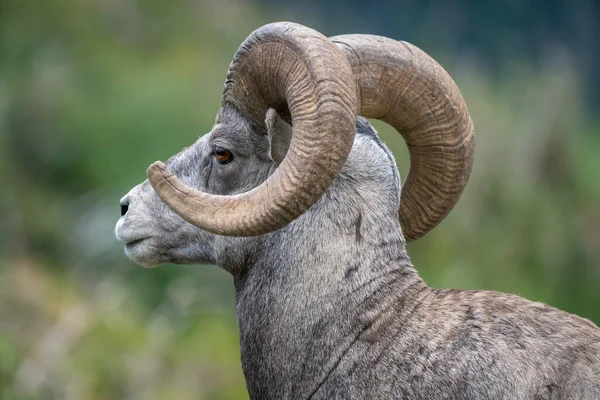 Buzul Ulusal Parkı, Montana, ABD 'de kırmızı gözlü boynuzlu koyunların kafası ve boynuzları yakın plan. Majestic Ovis kanadensis erkeği. Doğal ortamında güzel vahşi bir hayvan. Doğadaki vahşi yaşam..