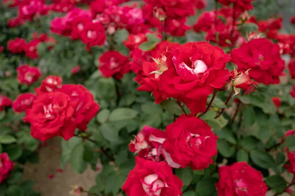 日本のバラの街 福山の街を背景に より多くの赤いバラと赤いバラ — ストック写真