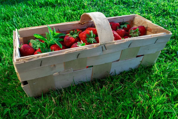 Boîte Bois Pleine Fraises Mûres Rouges Extérieur Sur Une Pelouse — Photo