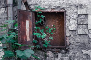 Hortumu olmayan eski paslı yangın musluğu ve içinde büyüyen yeşil bir çalılık terk edilmiş çok eski bir binanın ön cephesinde parçalanıyor.