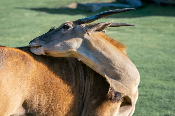 Деталь вистрілив із загальної землі, Taurotragus oryx, подряпаючись своїм ротом під яскравим сонцем. Антилопа Саванна і рівнина, знайдена в Східній і Південній Африці.. — стокове фото