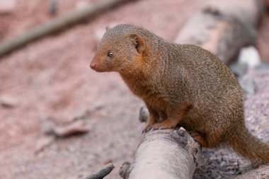 Şirin cüce firavun faresi Helogale parvula, kumlu bir zeminde. Angola 'ya, Kuzey Namibya' ya, Güney Afrika 'ya, Zambiya' ya ve Doğu Afrika 'ya özgü firavun faresi türleri.