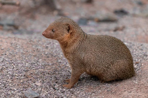 Mongoose anão comum bonito, Helogale parvula, em um solo arenoso. Espécies de mangusto nativas de Angola, norte da Namíbia, KwaZulu-Natal na África do Sul, Zâmbia e África Oriental. — Fotografia de Stock