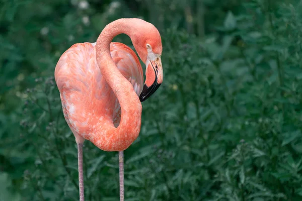 Detalhe do flamingo americano, Phoenicopterus ruber, com sua silhueta claramente cortada contra fundo mais escuro. O único flamingo que habita naturalmente a América do Norte. — Fotografia de Stock