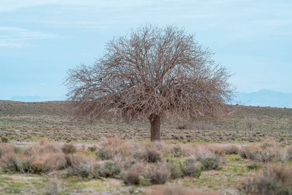 Uma árvore solitária no deserto iraniano na primavera. Abril na província de Kerman, Irão. — Fotografia de Stock