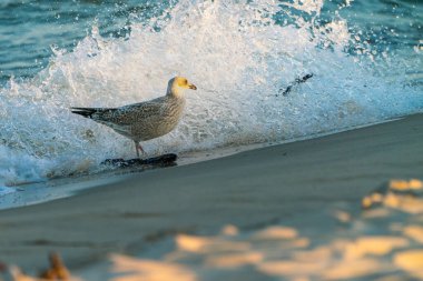 Genç Avrupa ringa martısı Larus Argentatus, altın saat ışıklarıyla okyanus akıntısı altında sahilde oturuyor. Kıyı kuşu doğal ortamında. Baltık yaban hayatı.