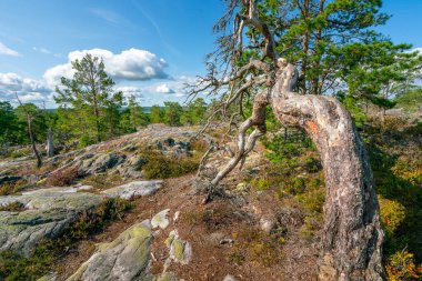 İsveç 'te Segersgarde Doğa Bölgesi' nin ortasındaki güzel ölü ağaç. İsveç 'in güney kırsalında güzel bir yaz günü..