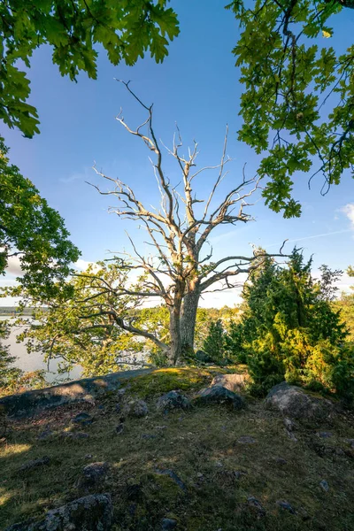 Mooie dode boom in het midden van Segersgarde natuurreservaat in Zweden. Prachtige zomerdag in het pittoreske landschap van het Zuid-Zweedse platteland. — Stockfoto