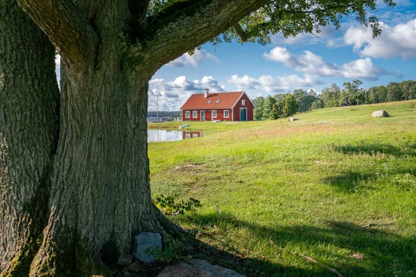 Typical red wooden house in countryside by the sea in nature of southern Sweden on a beautiful sunny summer day. Relaxing rural landscape. Big old tree in front. Holiday in Sweden. — Stock Photo, Image