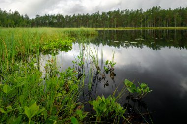 İsveç 'te bir yaz günü ağaçlarla çevrili sakin gölün geniş açılı görüntüsü. Ağaçlar, çimenler ve gökyüzü su yüzeyine yansıyor. İsveç manzarası ve doğa.