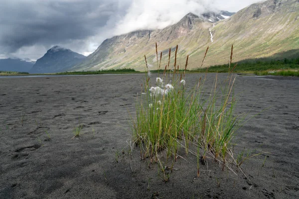 Um relvado de grama no chão do vale arenoso com muitas pegadas em Rapadalen no parque nacional de Sarek em um dia de verão ártico. Lugar remoto na Lapônia Sueca. — Fotografia de Stock