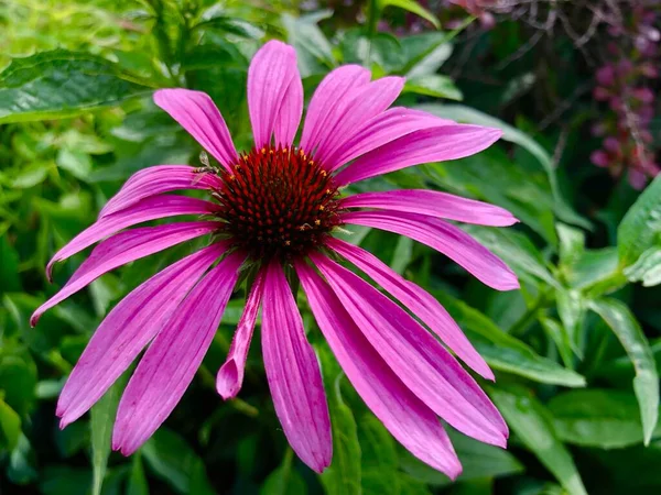 Its before 9am on a Sunday morning and Im already sweating to death trying to capture the wonder of this coneflower. Due to the hot and humid weather conditions there will be no uplifting or spiritual message attached.