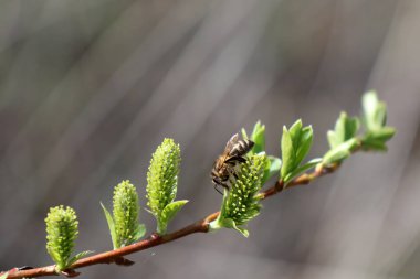 Arı ilkbaharda ağaçtaki ilk tomurcuklara oturdu.