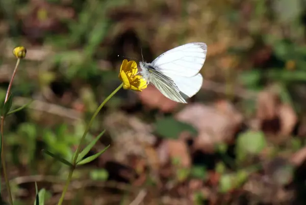 Vit Fjäril Satt Gul Blomma Våren — Stockfoto