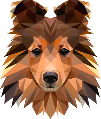 Sheltie yüz illüstrasyonu