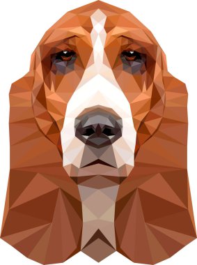 Basset Tazı yüz çizimi