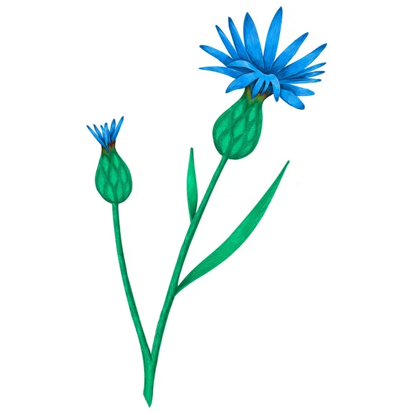 Fleur de bleuet dessinée à la main — Image vectorielle