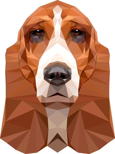 Basset Hound face illustration — Stock Vector
