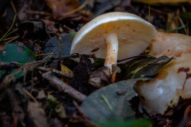 Ormandaki Macro dünyası