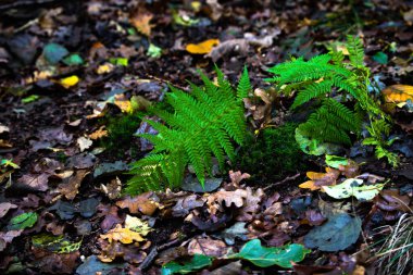 Ormandaki Macro dünyası