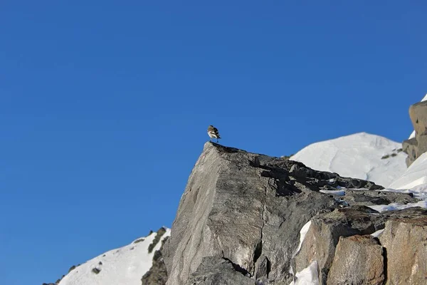 Petit Oiseau Capturé Sommet Glacier — Photo