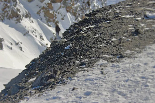 Kleiner Vogel Auf Dem Gipfel Des Gletschers Gefangen — Stockfoto