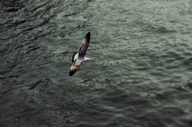Venedik 'te güzel bir martı