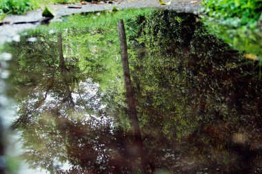 Şehrin ortasındaki doğa.