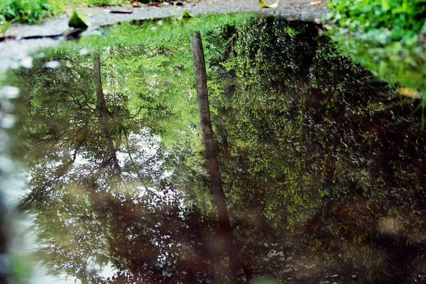 Şehrin ortasındaki doğa.