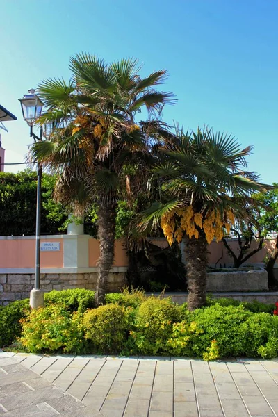 Naturaleza Centro Ciudad — Foto de Stock