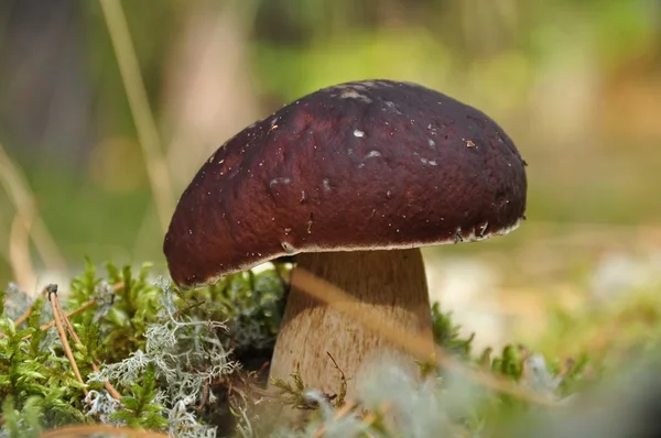 De nobele paddestoel — Stockfoto