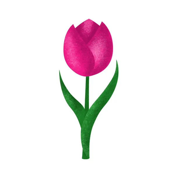 Spring tulip isolated on white background illustration. Pink flower. Floral vintage artwork. Plant shop logo. Flower icon.