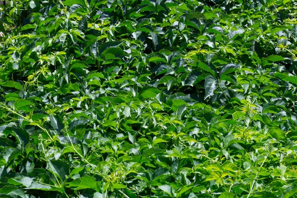 Green leaves bush hedge close-up photo. Ivy vine wall natural plant texture background. Summer outdoors environment — Stock Photo, Image