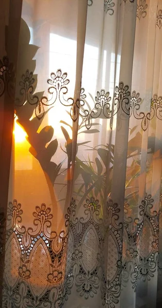 Цветы Занавесом Встречают Восход Солнца — стоковое фото