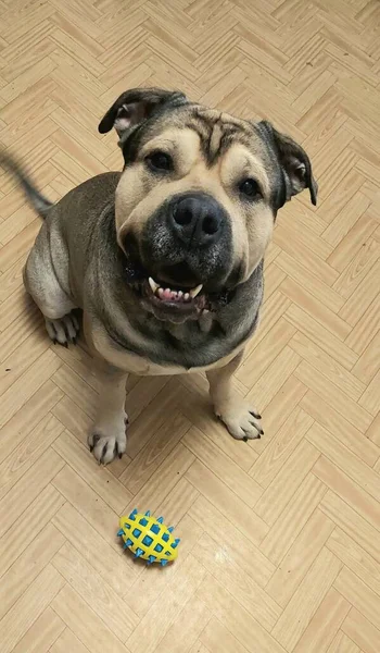 Mastiff Hund Sitter Och Ber Att Leka Med Boll — Stockfoto