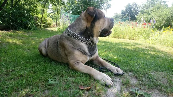 Cão Mastim Uma Coleira Estrita Encontra Jardim Entre Grama Verde — Fotografia de Stock